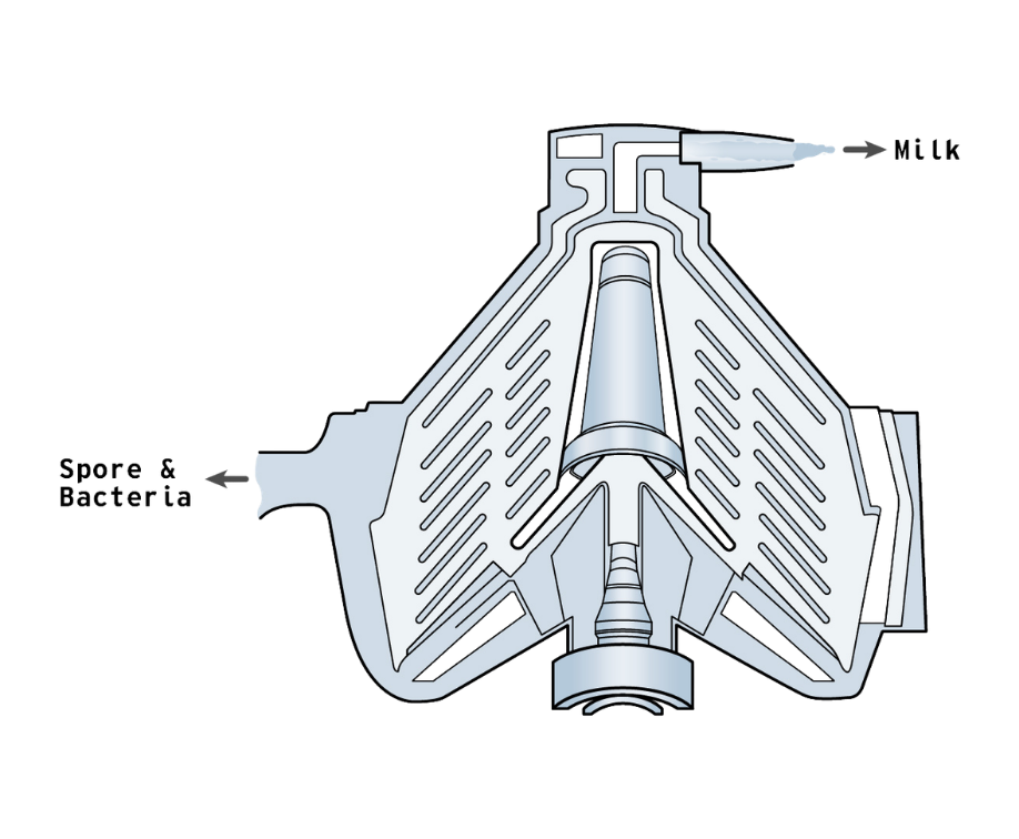 Cutaway diagram of a centrifugal separator with milk entering at the top and spores and bacteria being drawn off to the side, showing bactofugation before pasteurization.